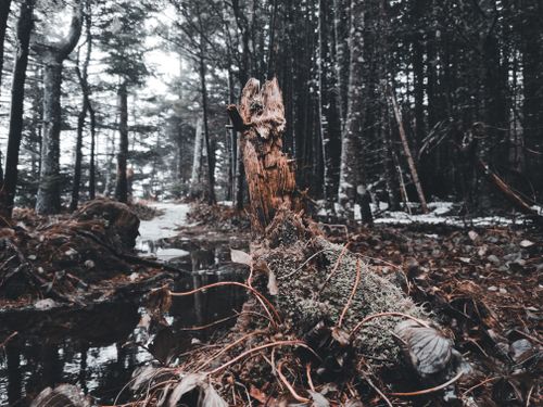 Free Moss-covered tree stump by a stream in a snowy conifer forest in Pouch Cove, NL. Stock Photo