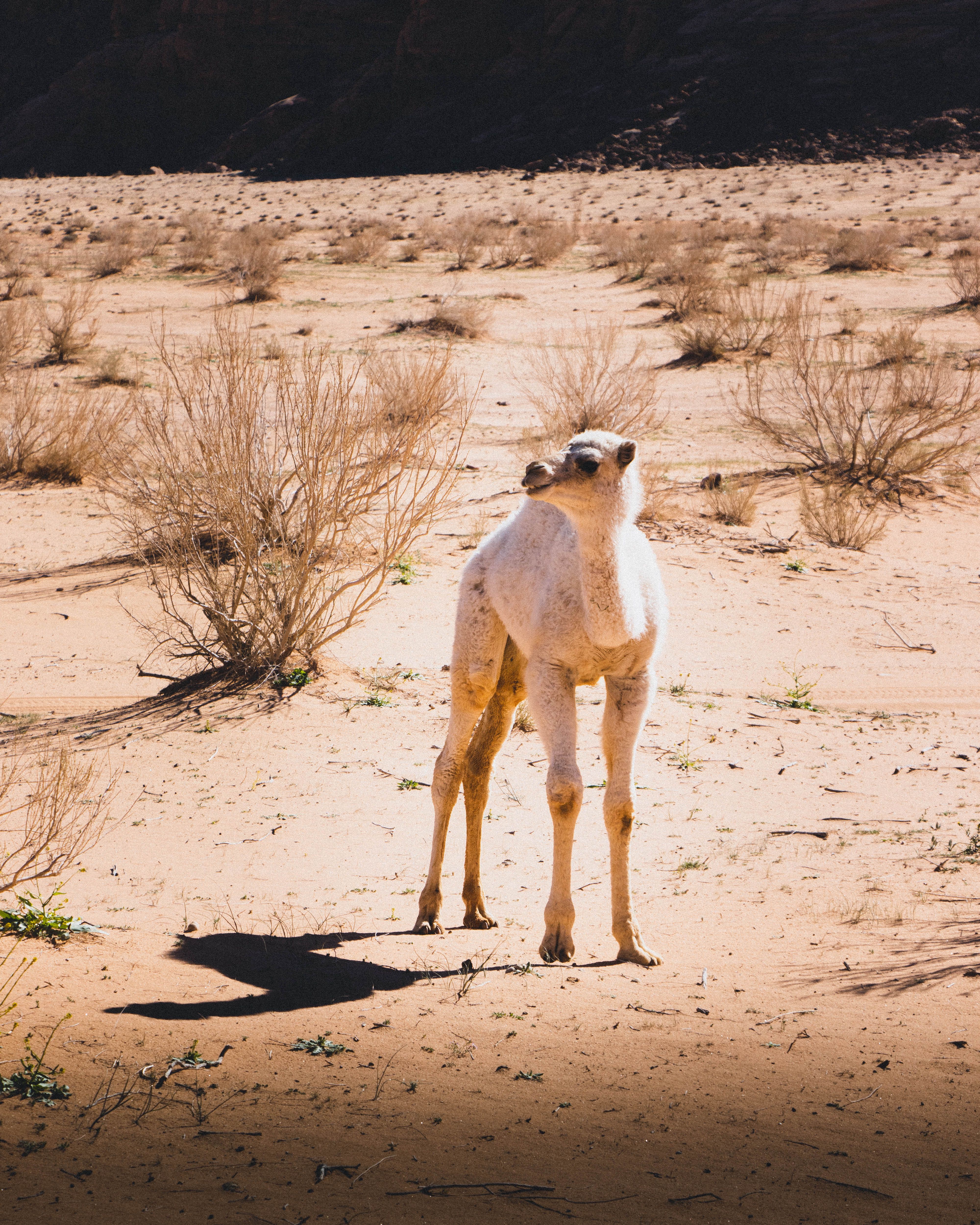 A juvenile camel standing in an arid desert landscape under bright sunlight. Perfect for desert wildlife themes.
