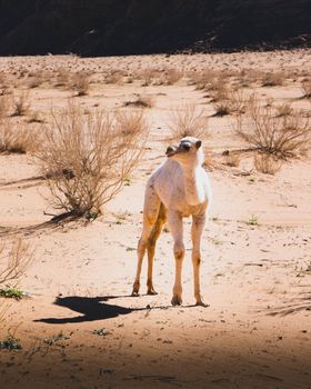 A juvenile camel standing in an arid desert landscape under bright sunlight. Perfect for desert wildlife themes.