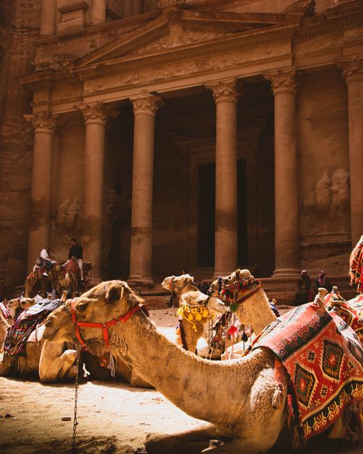 Camels with traditional saddles rest by the Petra Treasury in Jordan, highlighting ancient architecture.