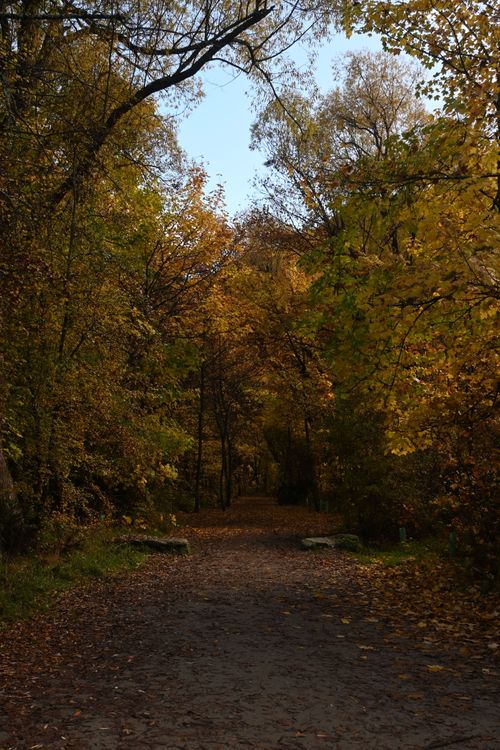 Free A peaceful forest pathway with golden autumn leaves lining the quiet trail. Stock Photo