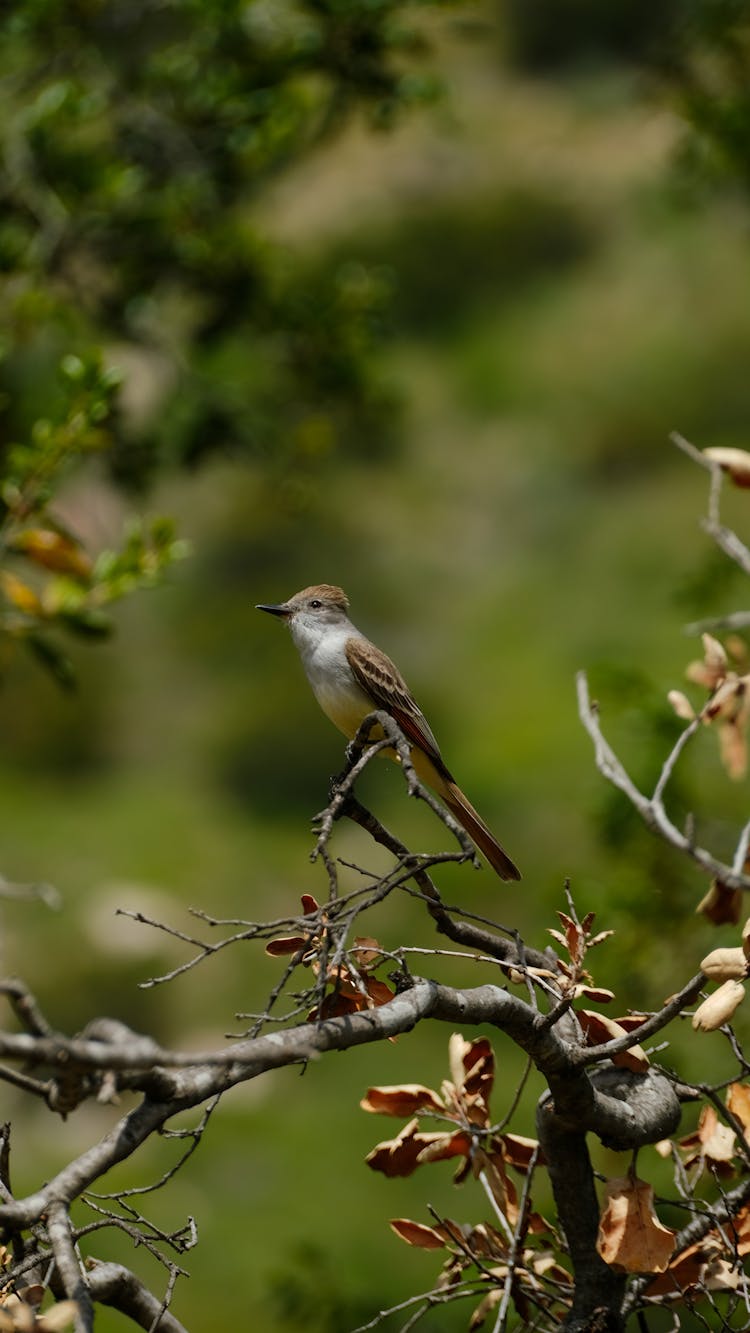 Close-up Of A Brown-crested Flycatcher 