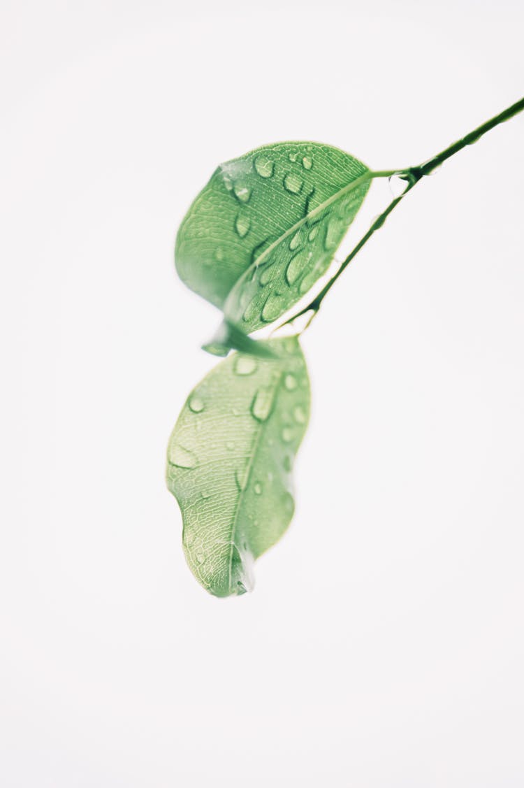 Photography Of Wet Green Leaves