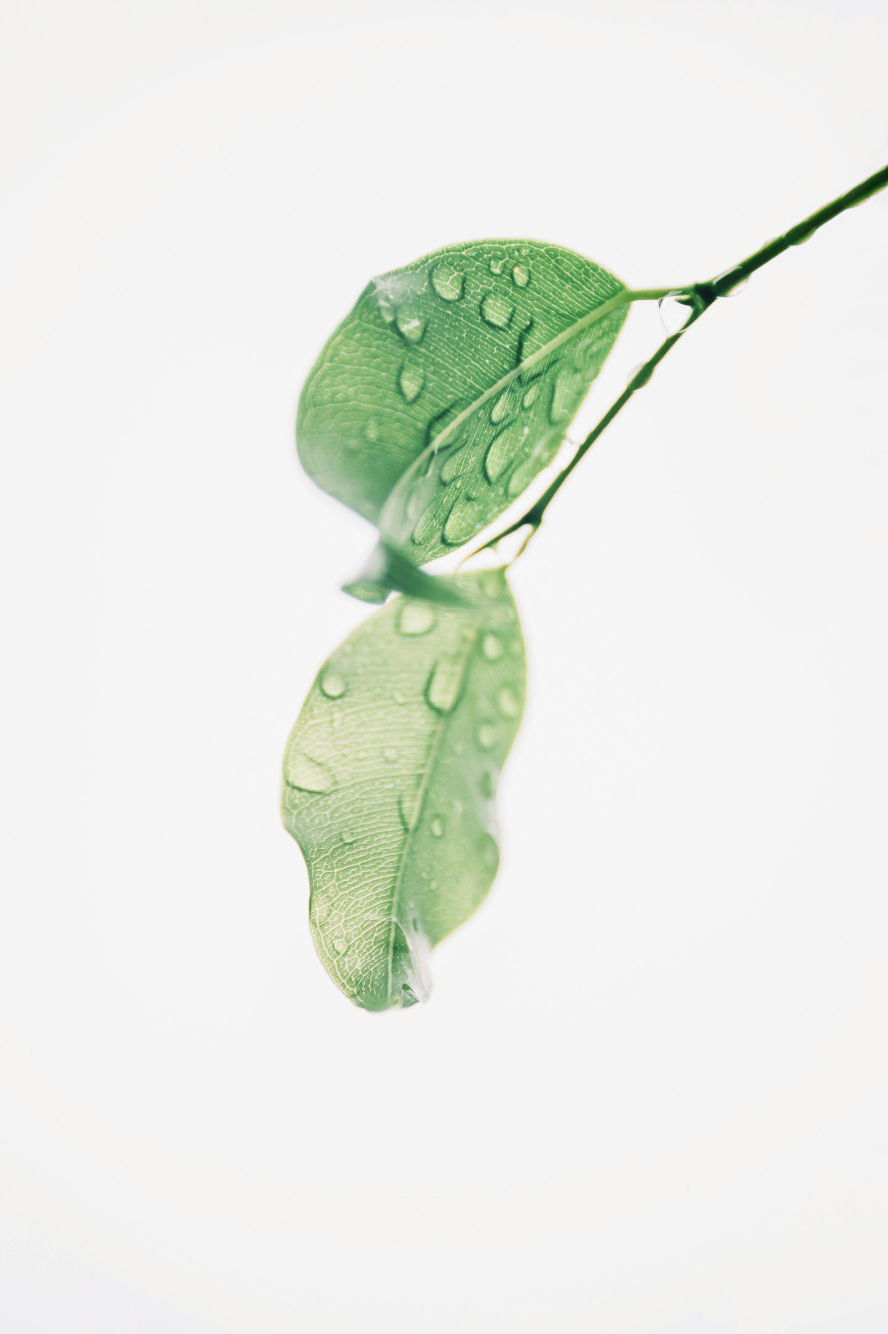 Beautiful green leaf with water drops with blank white background on Craiyon