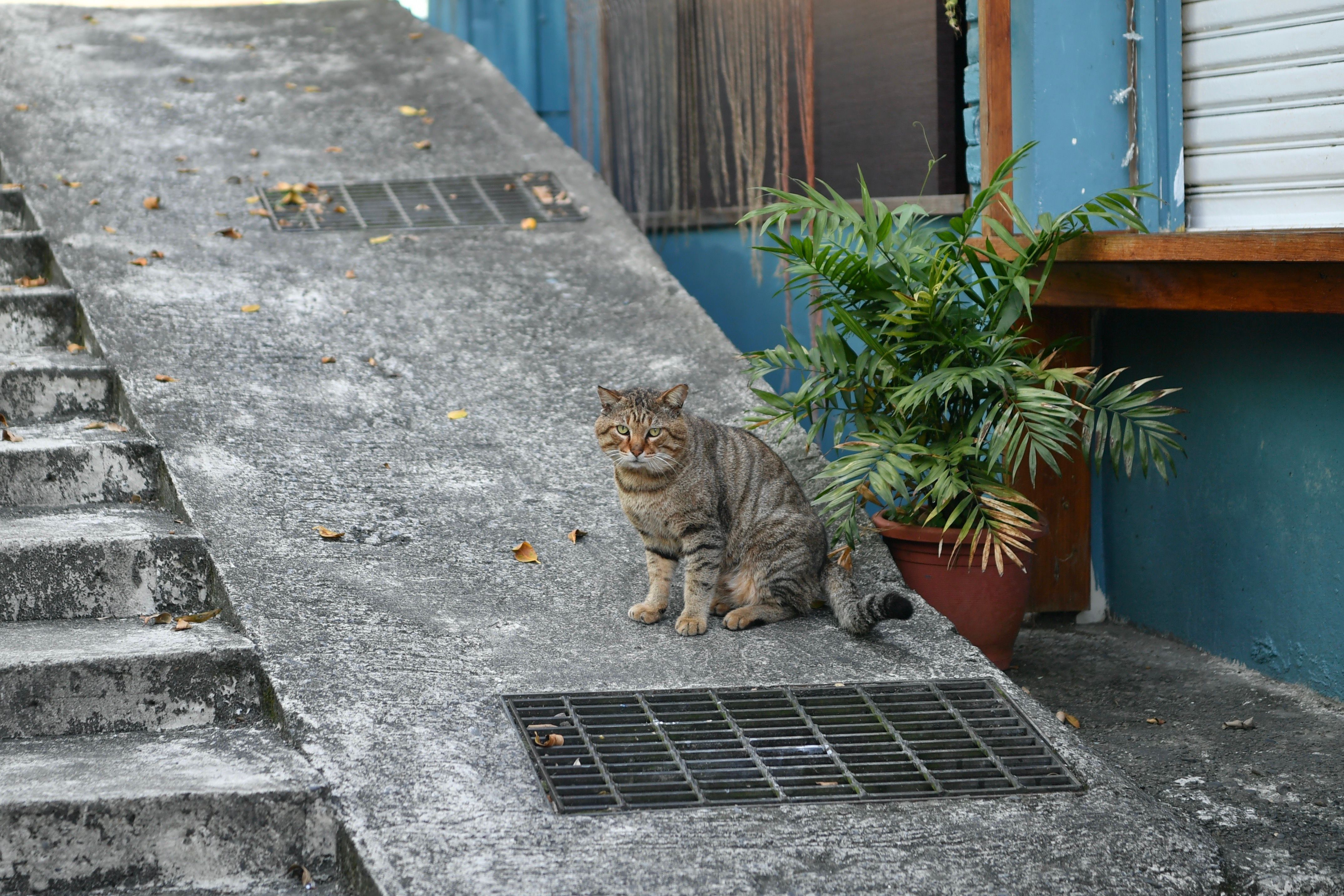 Photo gratuite de animal, animal de compagnie, chat, chat tigré ...