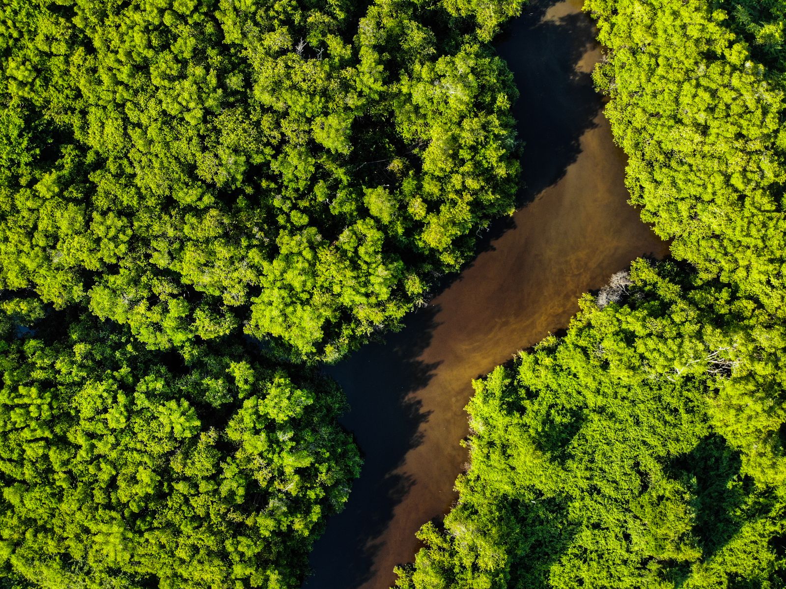 A vast green forest stretching toward the horizon
