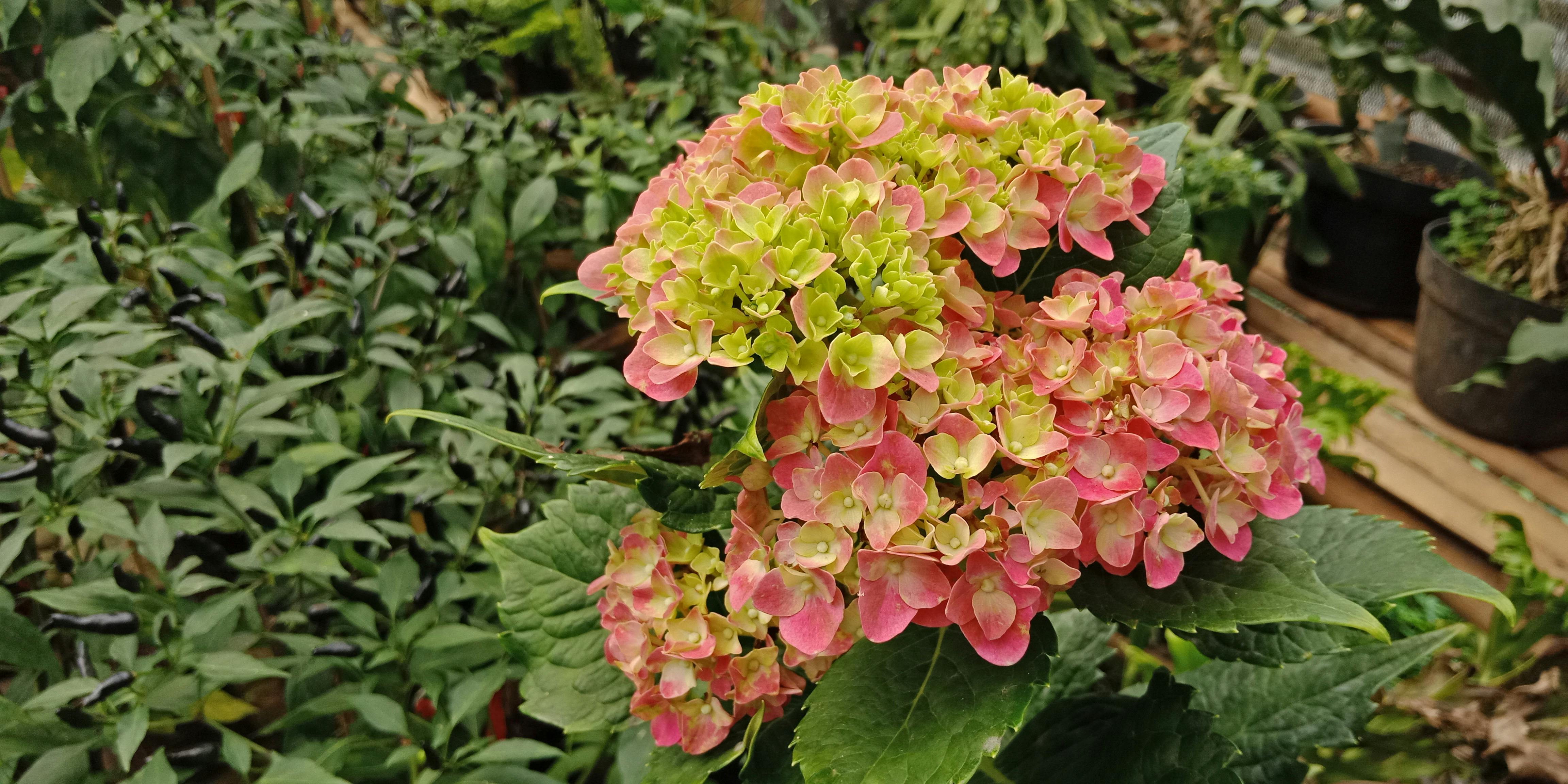 Desktop Hintergrund 4k Blumen ✓ kommerzielle nutzung gratis ✓ erstklassige bilder. desktop hintergrund 4k blumen