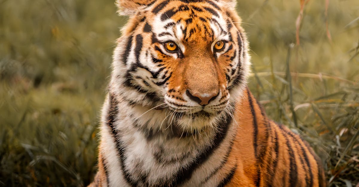 Portrait of Tiger 路 Free Stock Photo