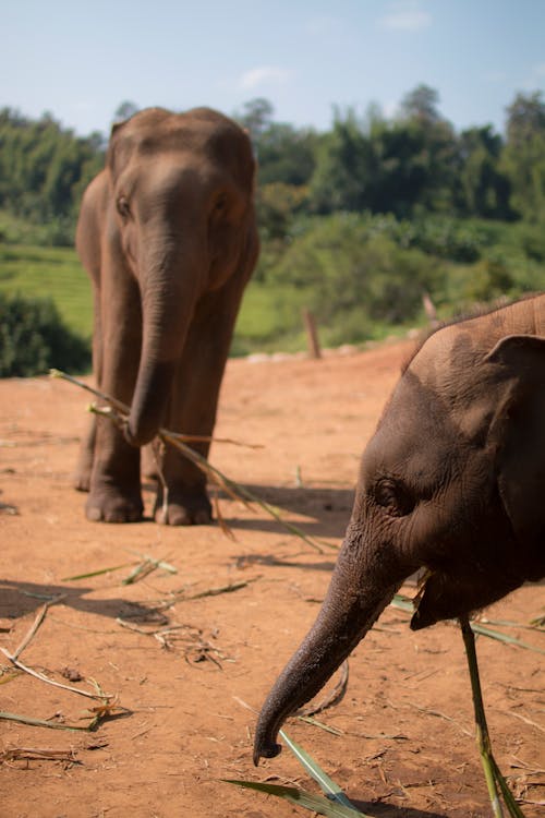 Free stock photo of baby elephant, elephants, thailand Stock Photo