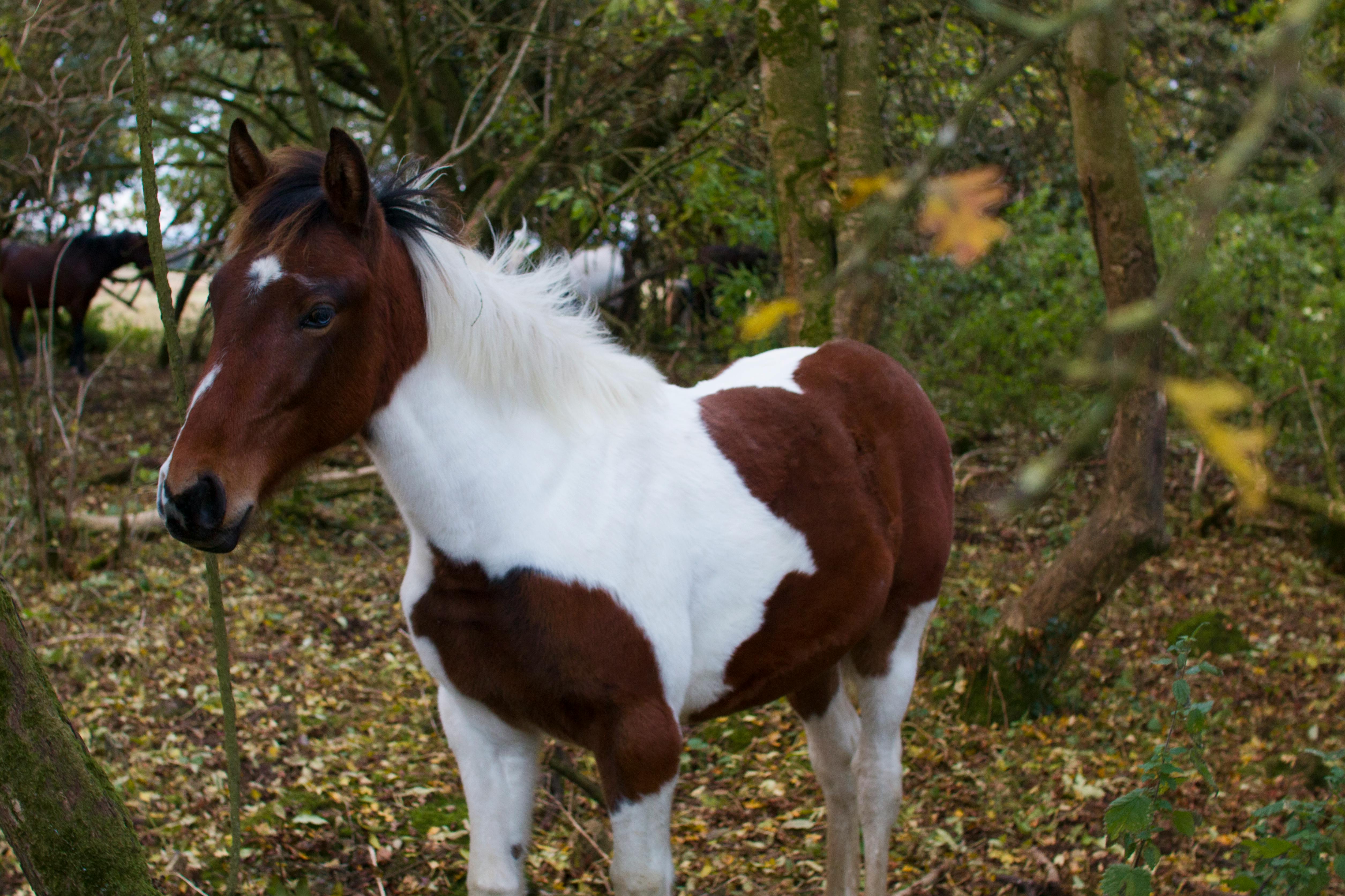 Free stock photo of horse, pony
