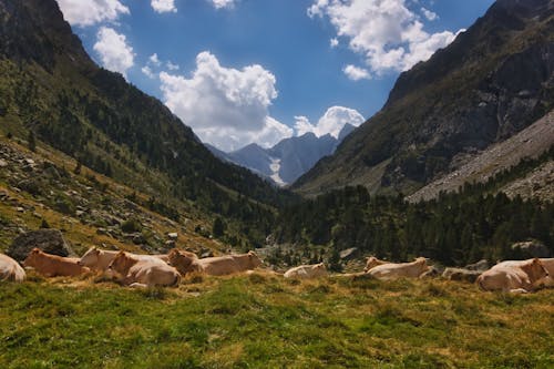 山の上のブラウン牛の写真