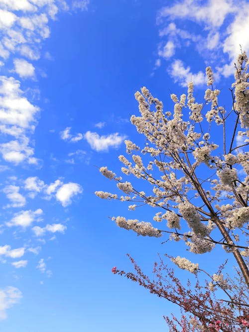 Free stock photo of beautiful flower, beautiful sky, natural spring