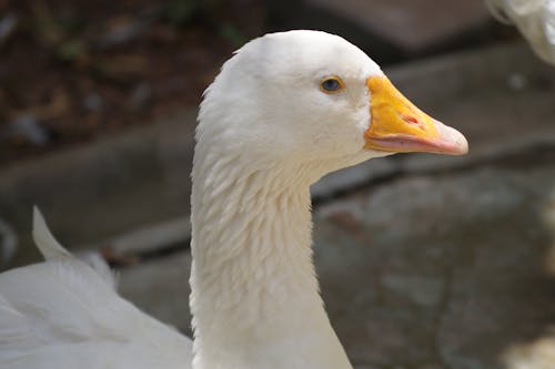 Close-up of a Domestic Goose