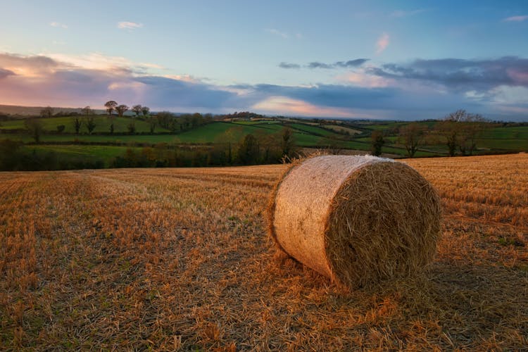 Brown Hay On Grass Field