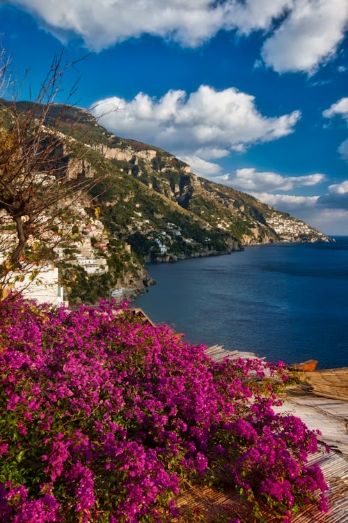 Pink Flowers Near Body of Water