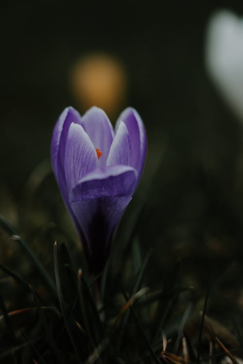 Close-up of a Purple Crocus 