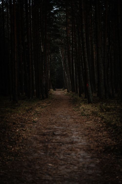 Mysterious Forest Path at Night · Free Stock Photo