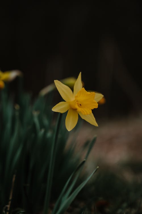 Fotobanka s bezplatnými fotkami na tému flóra, jar, jasný