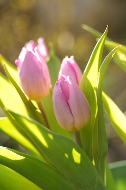 Close-up of a Bunch of Pink Tulips 