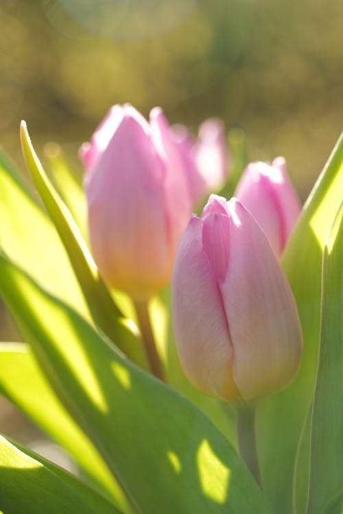 Close-up of Pink Tulips Growing in the Garden