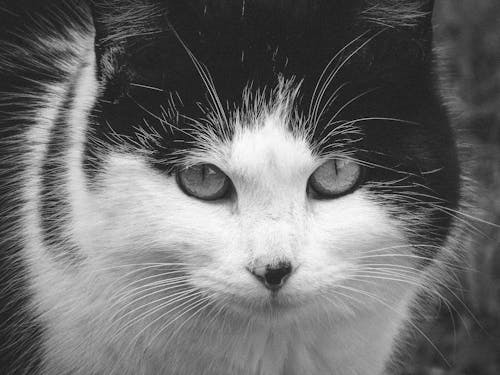 Black and White Cat Close-up