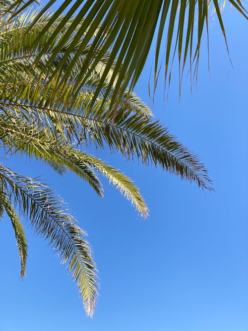 Kostenloses Stock Foto zu aufnahme von unten, blätter, blauer himmel