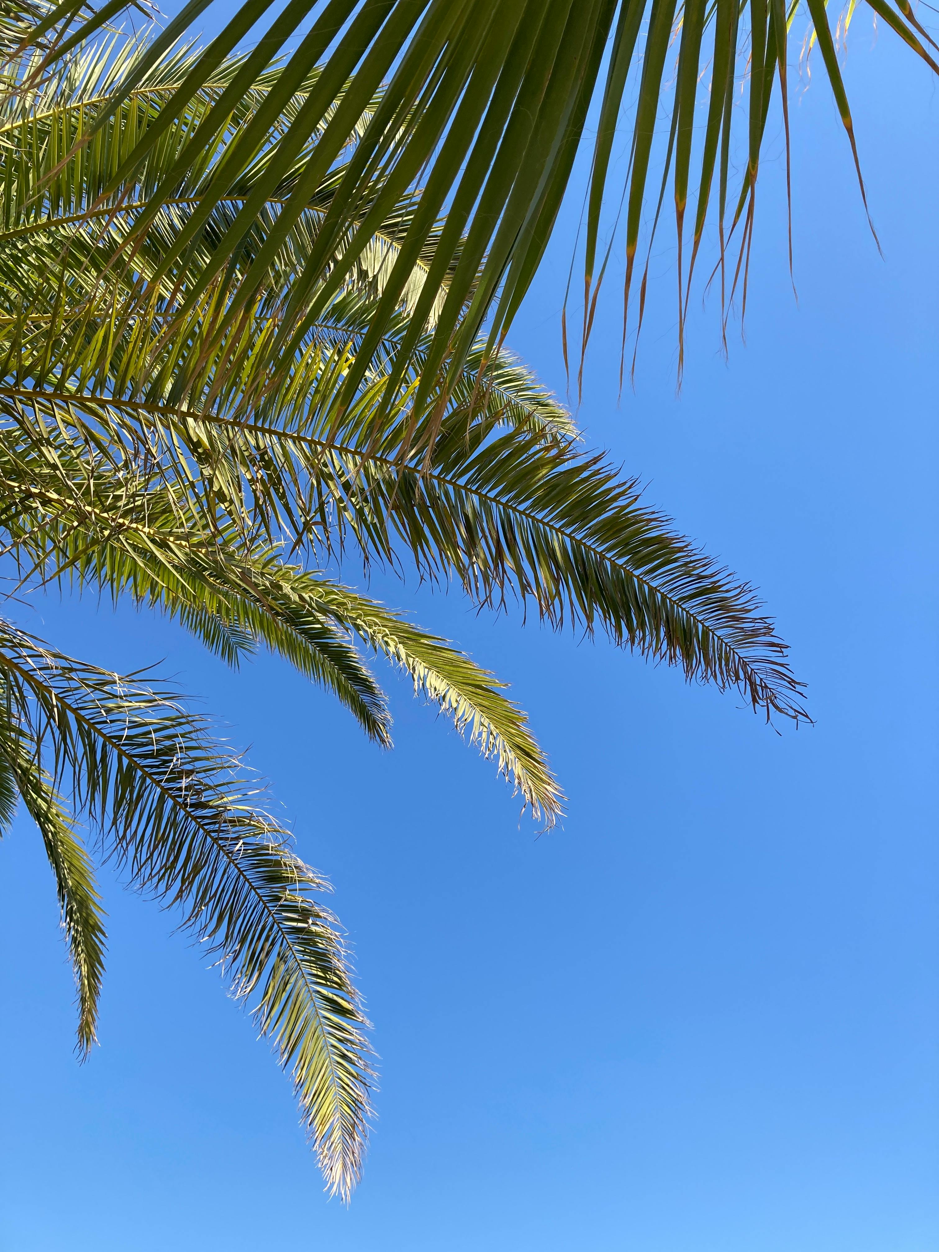 Photo of Palm Leaves During Daytime · Free Stock Photo