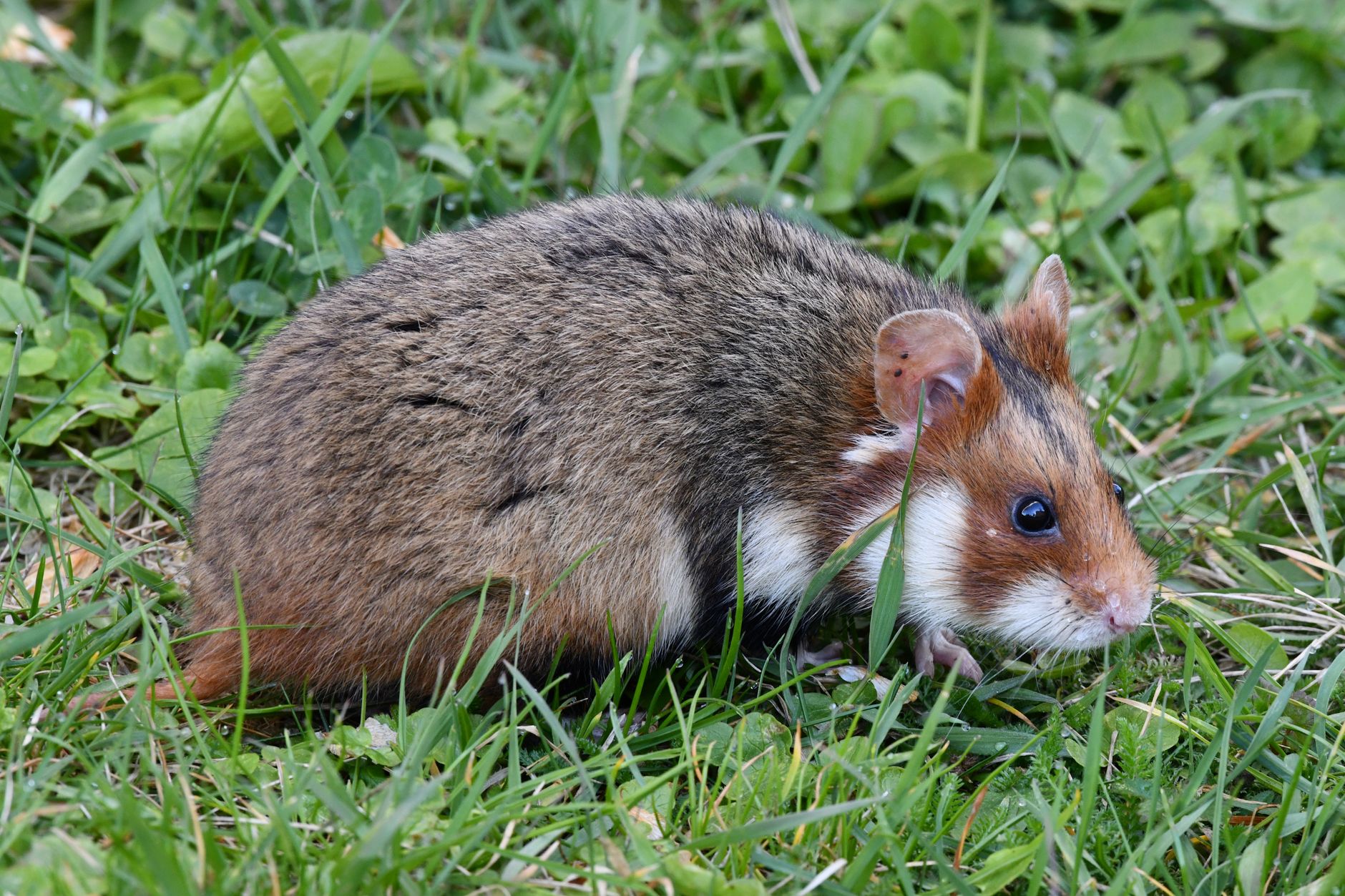Portrait of a hamster at a veterinary clinic