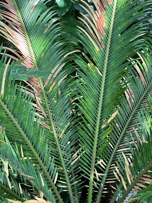 Close-up of Palm Leaves 