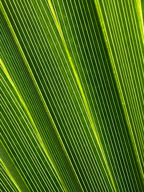 Close-up of a Texture of a Leaf