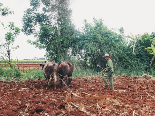 Ingyenes stockfotó farmer, Férfi, marha témában