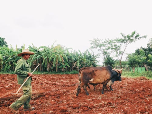 Farmer in a Straw Hat Harrowing a Field with Two Brown Oxen