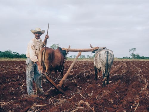 Farmer and Pair of Oxen Plowing Land