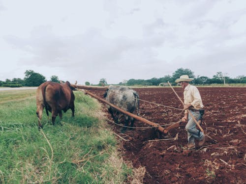 Farmer and Pair of Oxen Plowing Land