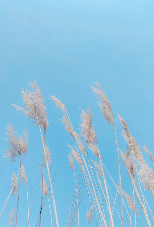 Безкоштовне стокове фото на тему «блакитне небо, вертикальні постріл, поле»