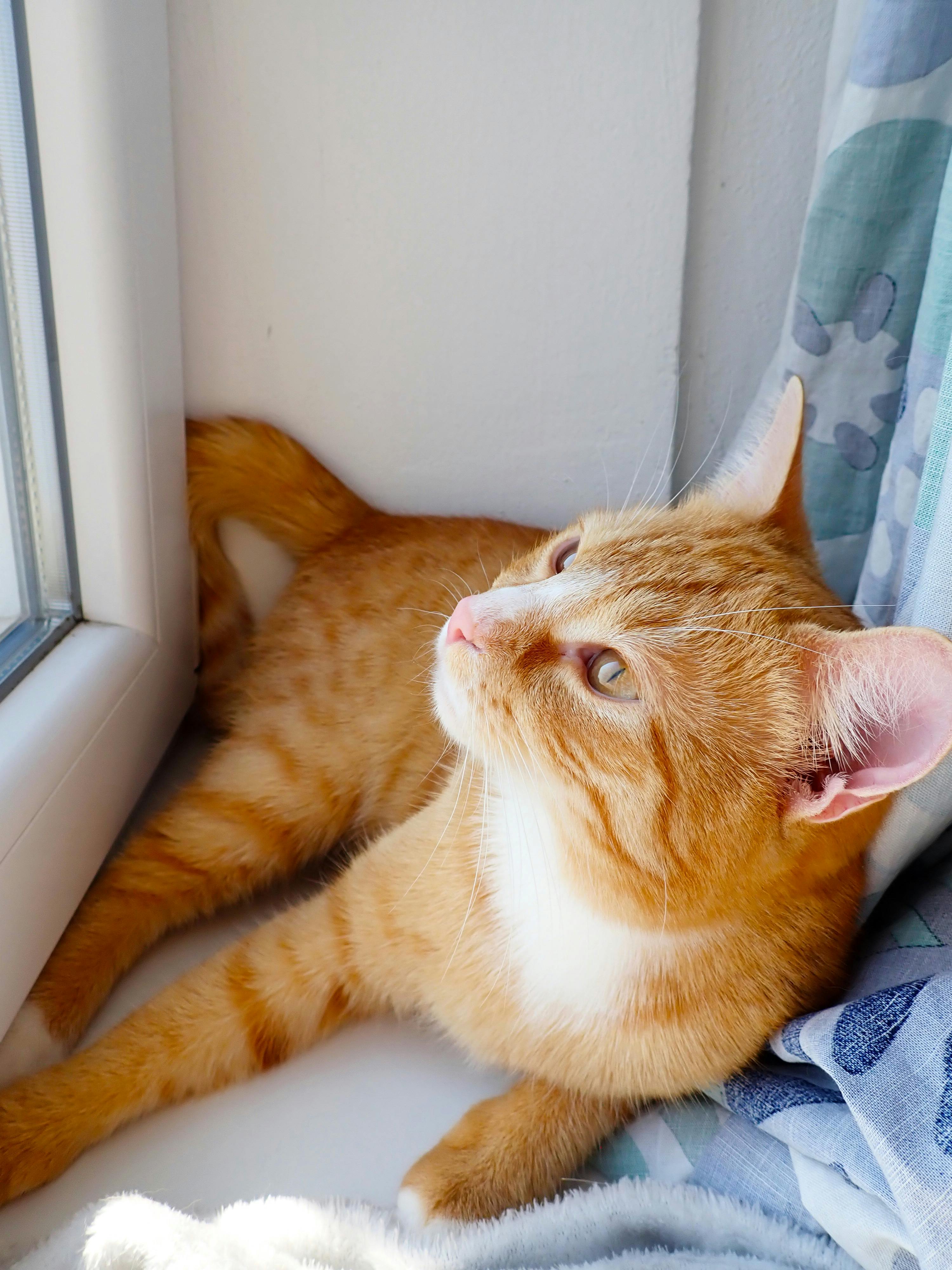 orange adorable cat called winniefred the ginger cat