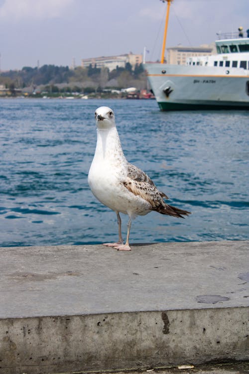 Imagine de stoc gratuită din beton, chei, fotografie cu animale sălbatice