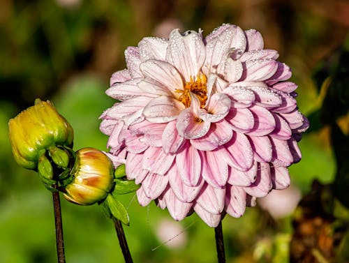 Close-up of a Pink Dahlia 