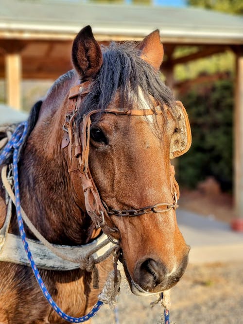Close-up of a Horse Head in Harness 