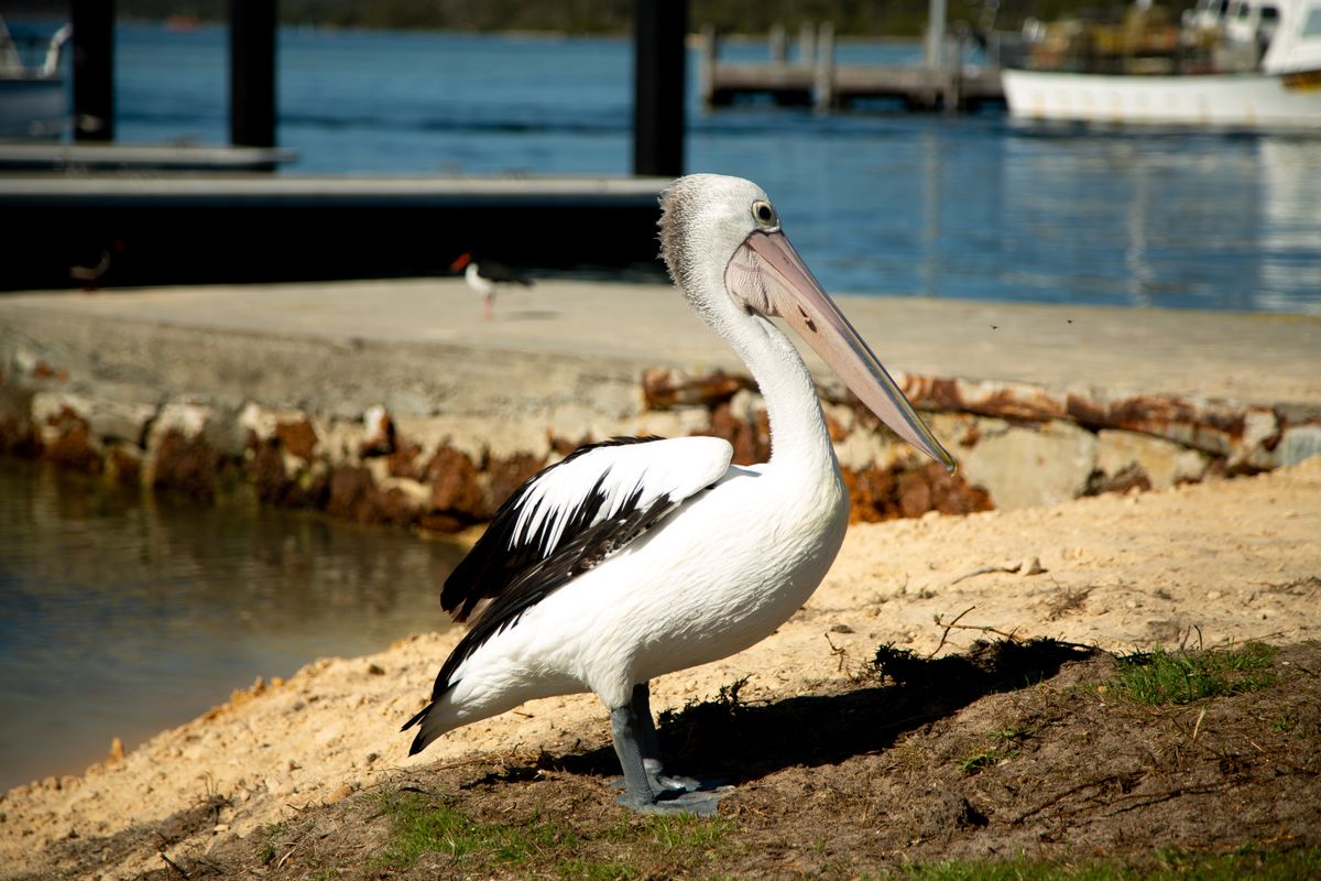 Penyeberangan Pelican Photos, Download The BEST Free Penyeberangan