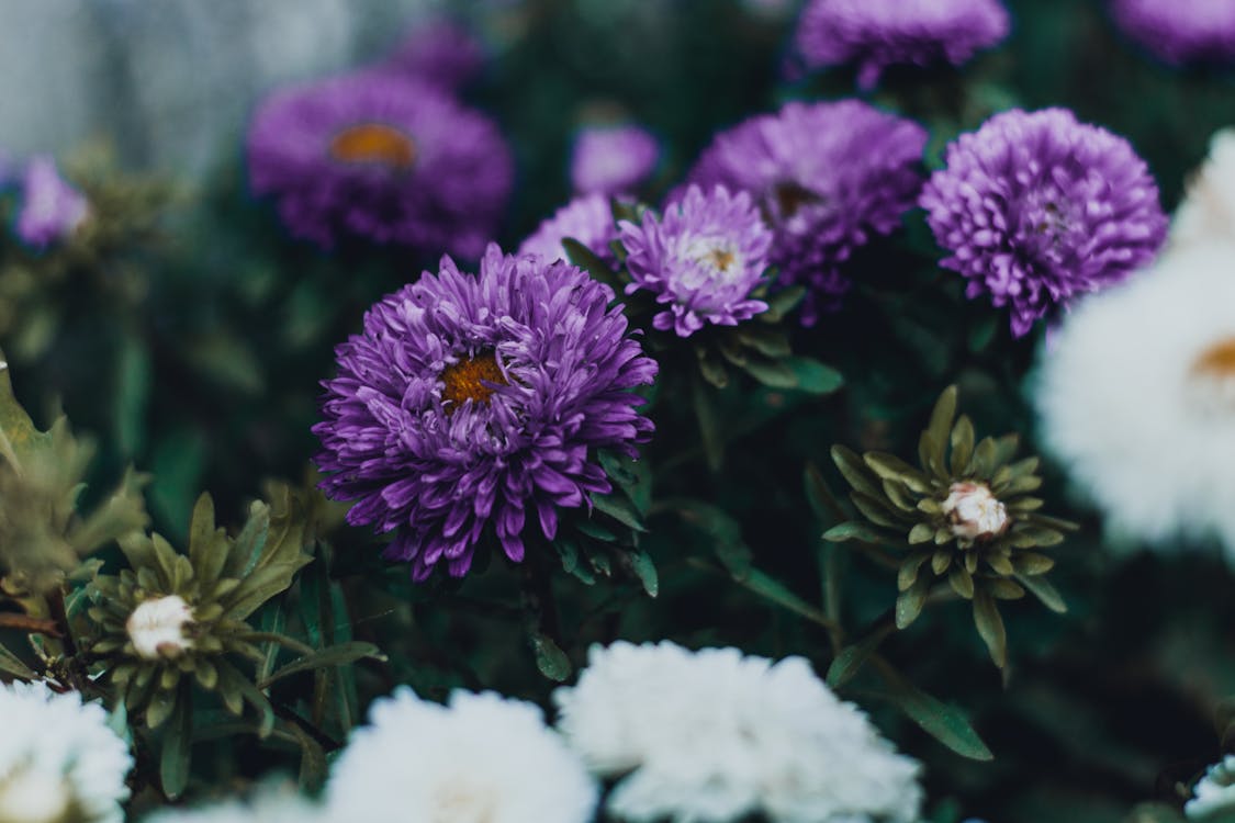 Fleurs Pétales Violettes Et Blanches