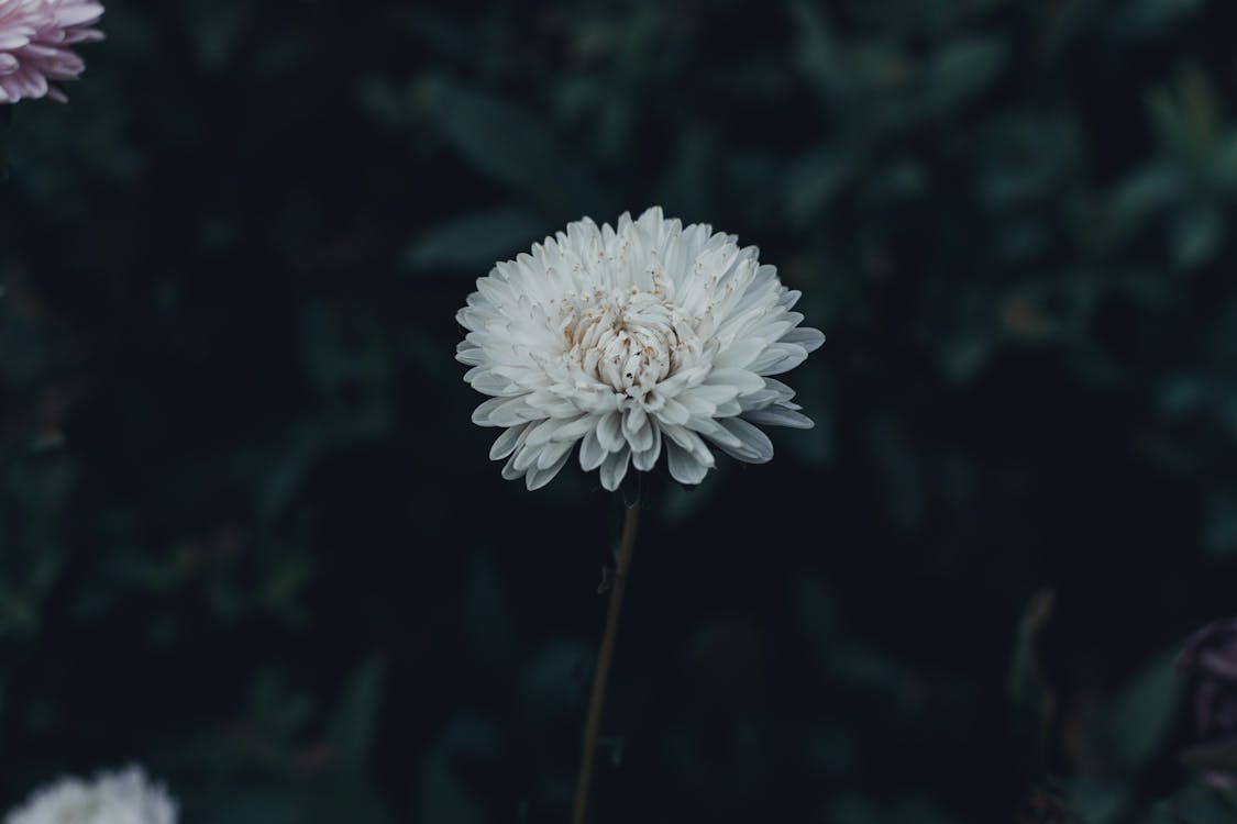 Selective Focus Photography of White Petaled Flower