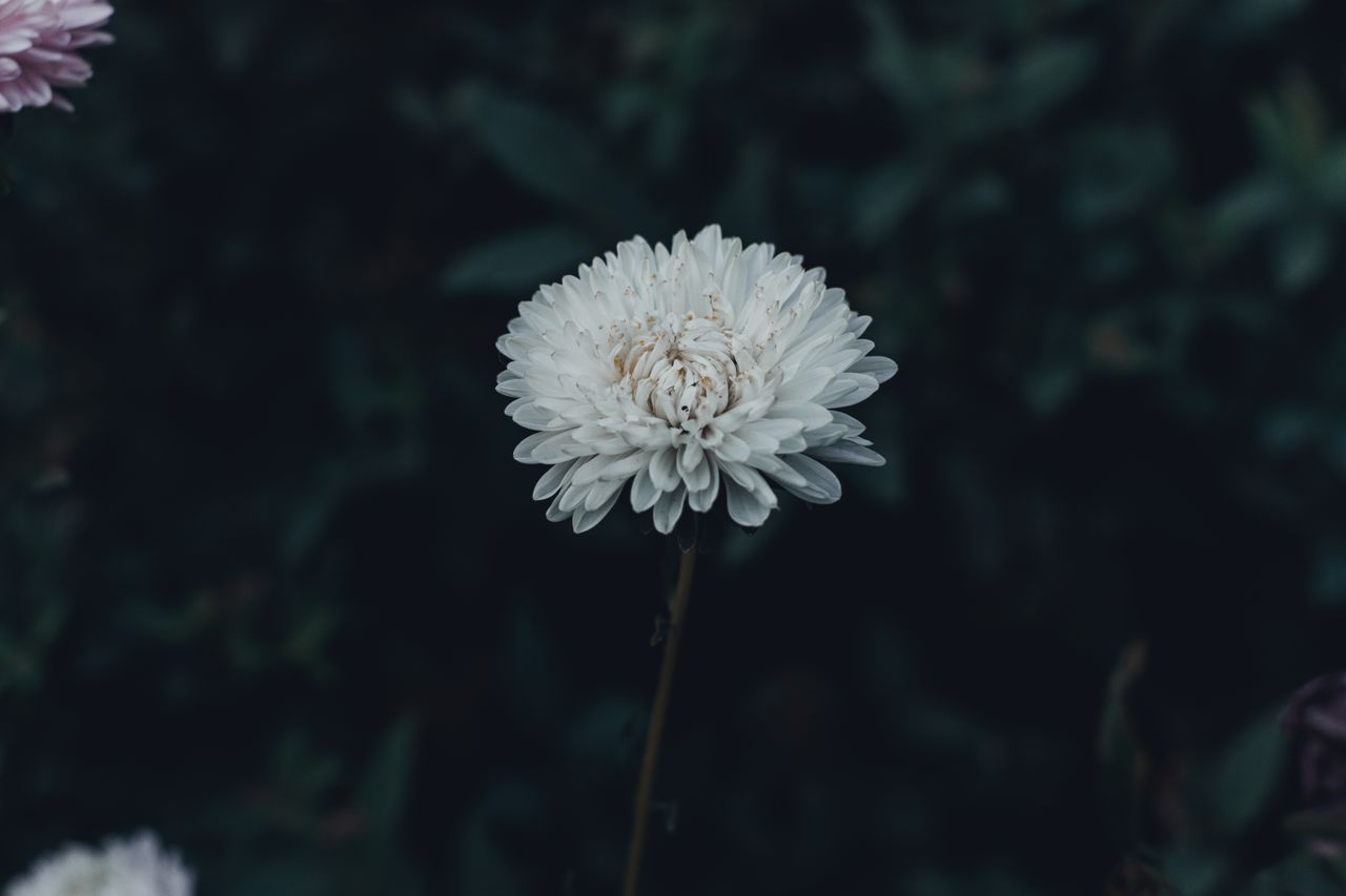 a delicate white chrysanthemum flower in full bloom with a dark blurre