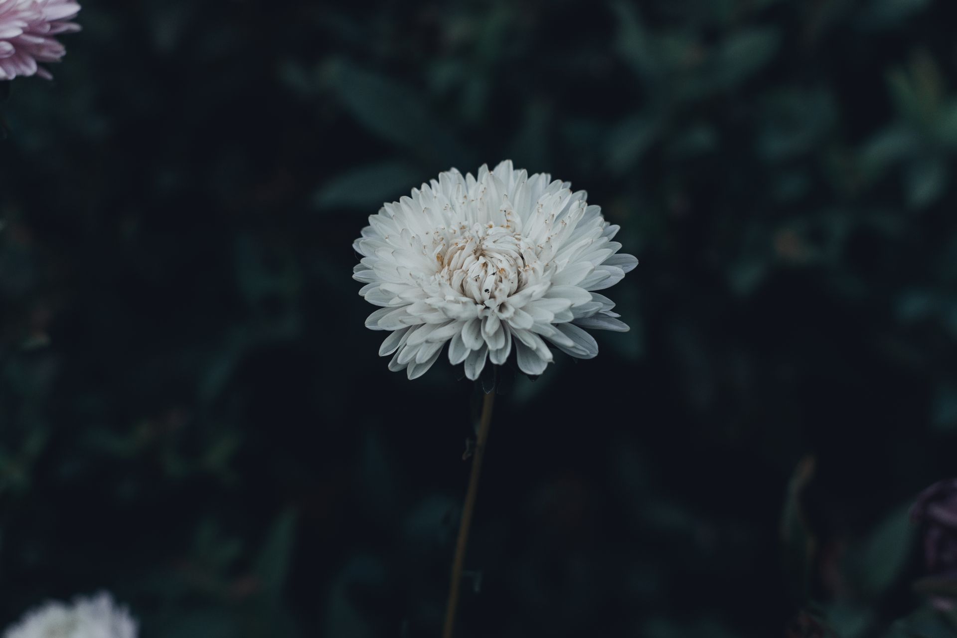 A delicate white chrysanthemum flower in full bloom with a dark blurred background.