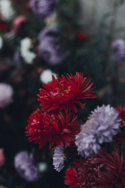 Dark border planting of asters in late light — photo by Irina Iriser on Pexels