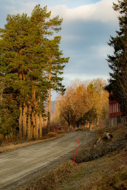 View of a Dirt Road between Trees in the Countryside 