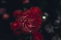 深红色的菊花在模糊的暗色背景中成为焦点，是理想的花卉主题
