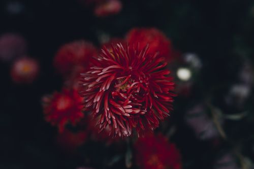 Free Deep red chrysanthemum flower in focus against a dark blurred background. Ideal for floral themes. Stock Photo