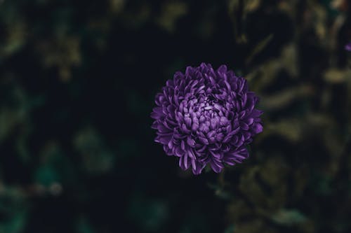 Purple Cluster Flower