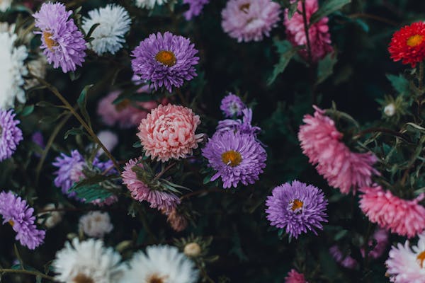 front yard landscaping ideas 